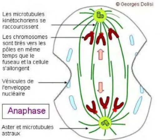 Figure  5 :  représentation  schématique  d’une cellule en début d’anaphase B. D’après  G.Dolisi, La  mitose,  chapitre  3,  2009