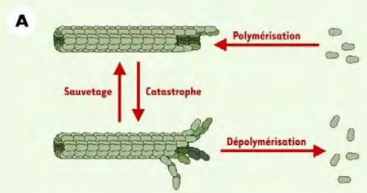 Figure  13 :  représentation  schématique  des  évènements  de  sauvetage  et  de  catastrophe  que  peuvent  subir  les  microtubules