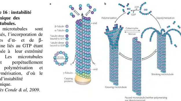 Figure 16 : instabilité   dynamique  des   microtubules. 