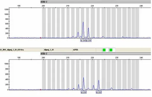 Figure  14.  Electrophoregram  (PCR  product  size  -pb-  and  signal  intensity)  generated  by  GeneMapper software (Applied Biosystems) displaying the genotype of two individuals for the  dinucleotide  ss263192881  (ind_1:  216,  218pb  alleles;  ind_2: