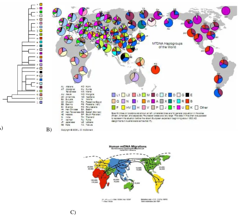 Figure 16. A) Simplified tree of mtDNA haplogroups. B) World distribution of mtDNA haplogroups