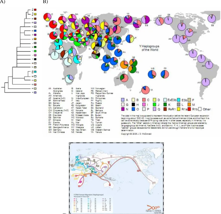 Figure 17. A) Simplified tree of Y-chromosome haplogroups. B) World distribution of Y-chromosome haplogroups