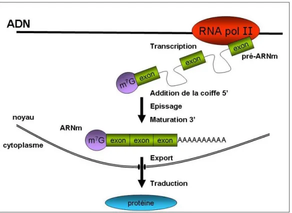 Figure 1: Les différentes étapes de l’expression des gènes.