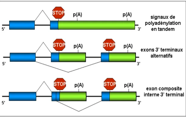 Figure 2 : Maturation en 3’ alternative.  