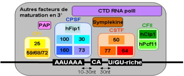 Figure 3 : Machinerie de la maturation en 3’des ARNm contenant une queue polyadénylée