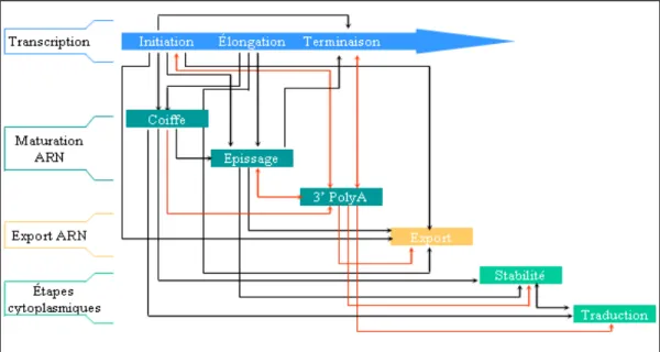 Figure 7 :  Un réseau complexe d’interactions entre les différentes étapes de l’expression des  gène