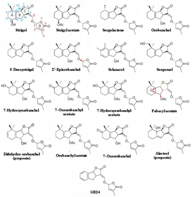 Fig. 9. Structures des strigolactones. Les strigolactones sont composées de 4 cycles (A, B,  C et  D)