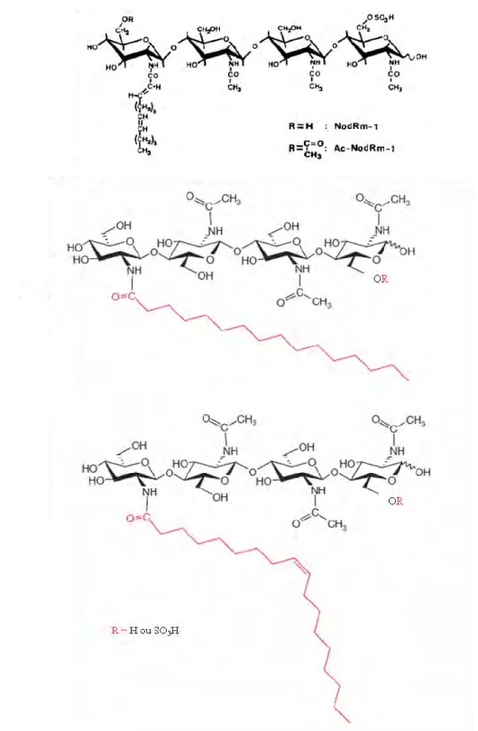 Fig.  13.  Structure  des  facteurs  symbiotiques  Nod  et  Myc.  (A)  Facteurs  Nod  de 
