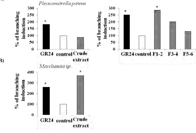 Fig.  16.  Hyphal  branching  activity  in  Bryophyta.  (a)  Crude  extract  of  exudates  of 