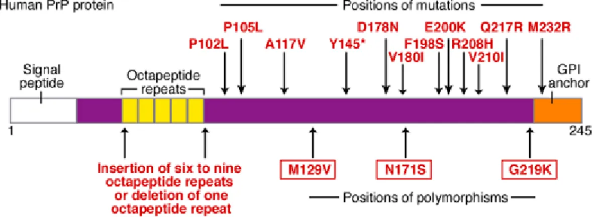 Fig. N°2.  Schéma des mutations trouvées dans le gène humain PRNP (D’après  (147)). 