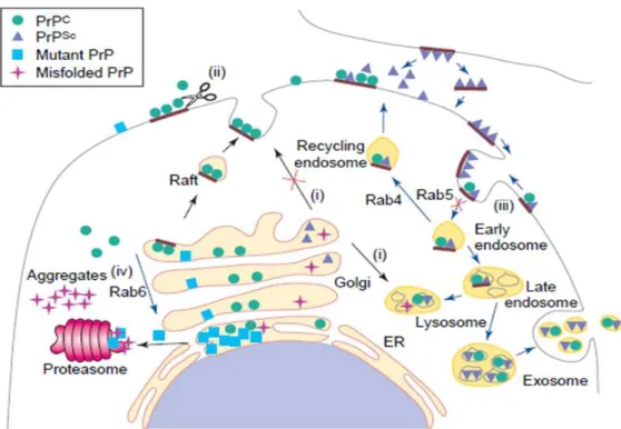 Fig. N°  9.  Transit de PrP c  et PrP sc .  Trafic intracellulaire de la PrP c  et de la PrP sc 