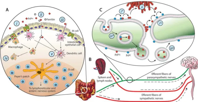Fig. N° 11. Représentation schématique de la neuroinvasion dans les ESTs.  (A) L’entrée du prion à partir de la lumière 