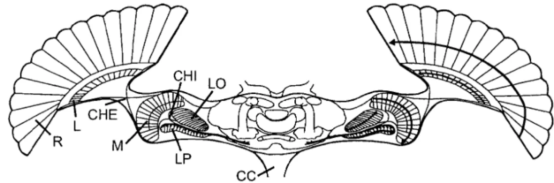Figure 1.9: Schéma d’une section horizontale du système visuel de la mouche. Sont visibles la rétine (R) puis les trois lobes optiques : la lamina (L), la medulla (M), et le complexe bipartite de la lobula avec la lobula antérieure (LO) et la lobula plate 