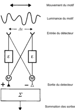 Figure 1.11: Représentation schématique d’un détecteur élémentaire de mouvement par corrélation