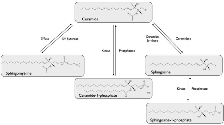 FIGURE 1 : STRUCTURE DES SPHINGOLIPIDES. 