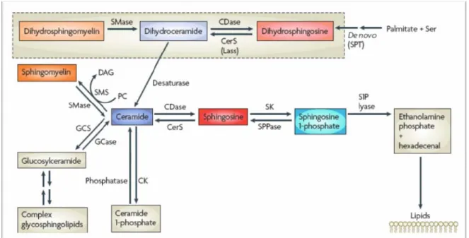 FIGURE 3 : LE METABOLISME DES SPHINGOLIPIDES. 