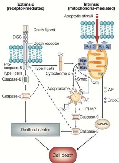 FIGURE 7 : VOIES APOPTOTIQUES EXTRINSEQUE ET INTRINSEQUE. 
