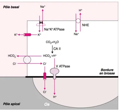 FIGURE 11 : PROCESSUS D'ACIDIFICATION DE L'OSTEOCLASTE. 