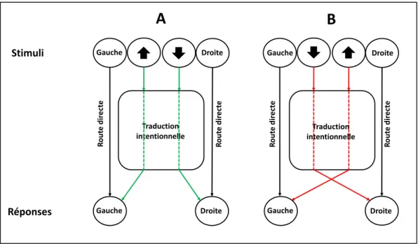 Figure  1-7.  Modèle  « dual-route ».  La  position  des  stimuli  active  une  réponse 