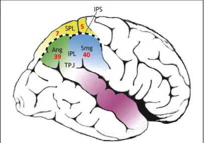 Figure 1-14. Vue schématique du cortex pariétal postérieur.  Le cortex pariétal 