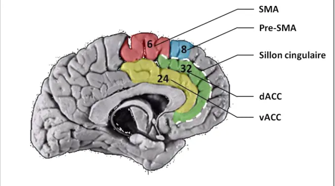 Figure 1-16. Le cortex cingulaire antérieur et le cortex prémoteur. L’ACC est 