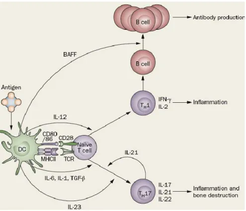 Figure 5 : Rôle des DCs dans la réponse inflammatoire au cours de le PR 59