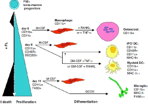Figure 10 : Différenciation séquentielle des précurseurs Flt3+ en macrophages, ostéoclastes, DCs, et  cellules microgliales (GCCM: glial cell-conditioned medium; IPC: interferon producing cells) 182
