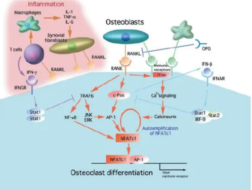 Figure 12 : Interactions entre les systèmes immunitaires et osseux à travers RANKL 141