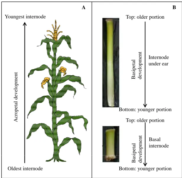Figure 4. Internode elongation in maize. A, acropetal development along the maize stalk, the oldest