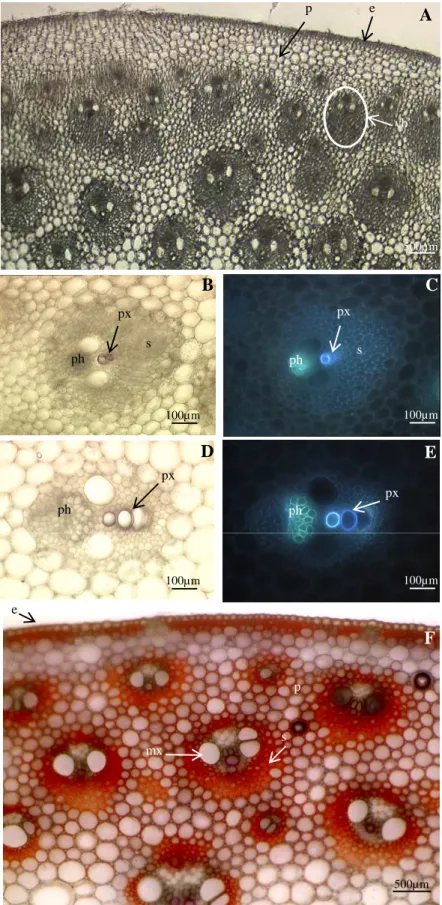 Figure 6. Sections in internode at 7 leaf and flowering stages observed under bright light or fluorescence
