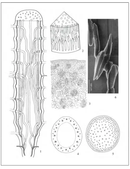 Figure 8. Vascularization of maize stalk and leaves. (1) diagrammatic representation of