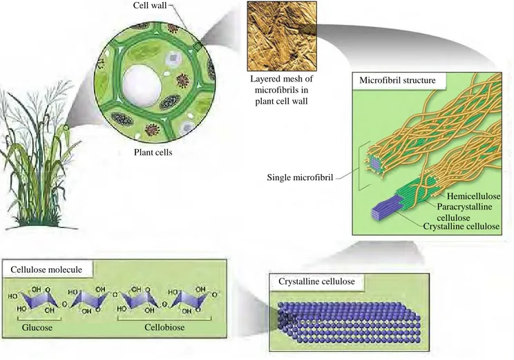 Figure 13. Cellulose structure. Within the plant cell wall, chains of cellulose molecules associate with other