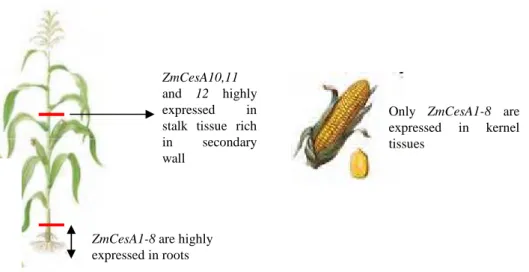 Figure 14. Expression analysis of CesA genes in different organs (adapted from Appenzeller