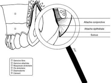 Figure 1 : Structures du parodonte 