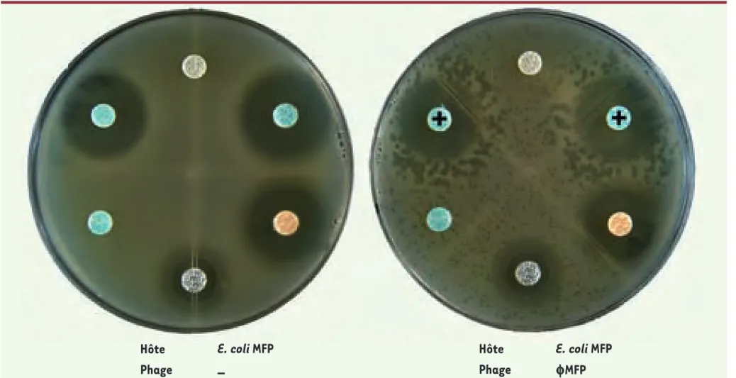 Figure 1.  Le phénomène de « Synergie Phages-Antibiotiques » (PAS) avec le phage  fMFP sur Escherichia coli MFP