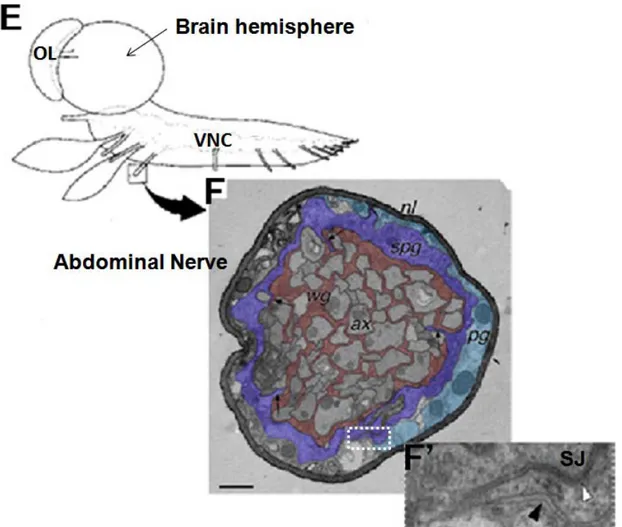 Fig  4.  Glial  layers  of  the  peripheral  nervous  system  in  Drosophila  larvae.  (E) 