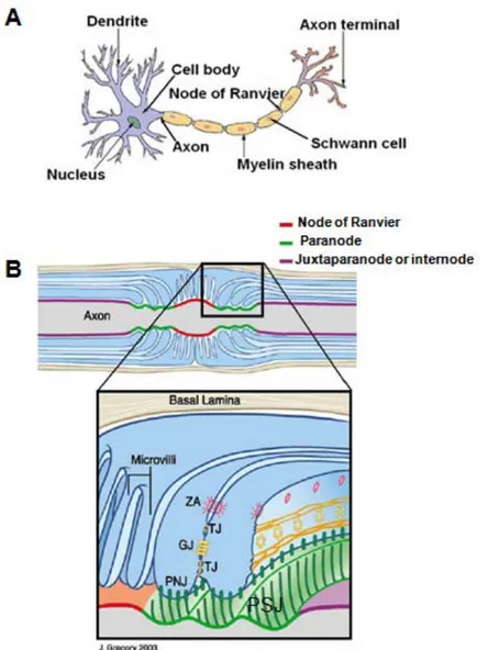 Fig  5.  Membrane  domain  organization  of  the  vertebrate  myelinated  axons.  (A) 