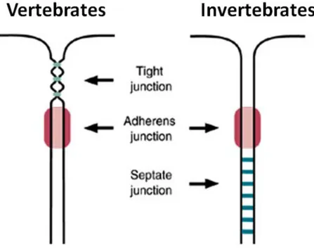 Fig  6.  Localization  of  tight  and  septate  junctions,  respectively  in  vertebrate  and  invertebrate  epithelial  cells