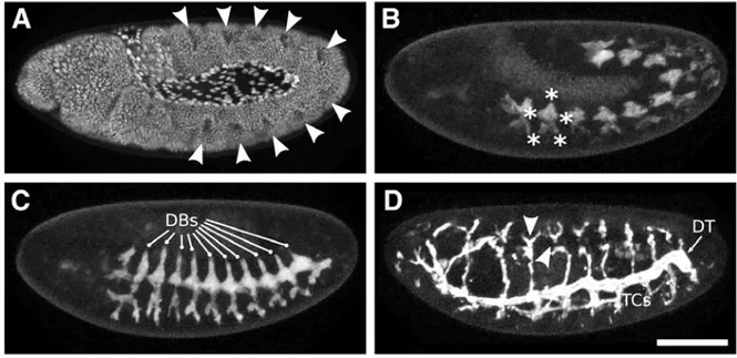 Fig  11.  Branching  morphogenesis  of  the  Drosophila  tracheal  system  during  embryonic  development
