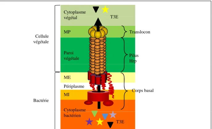 Figure 4. Représentation schématique du système de sécrétion de type III (T3SS) des bactéries phytopathogènes (d’après Blanvillain, 2007).