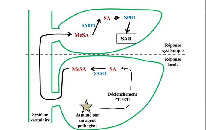 Figure 11. Représentation simplifiée de la mise en place de la SAR avec le MeSA comme molécule signal à longue distance (d’après Vlot et al., 2008).