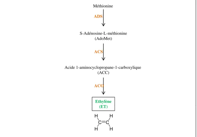 Figure 15. Représentation simplifiée de la voie de biosynthèse de l’éthylène (d’après Lin et al., 2009).
