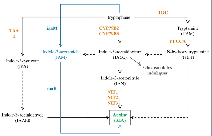 Figure 16. Représentation simplifiée des voies de biosynthèse de l’auxine dépendantes du tryptophane