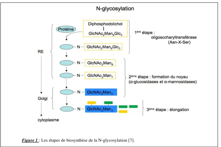 Figure 2 : Les différents types de structure rencontrés pour la N-glycosylation [11] 