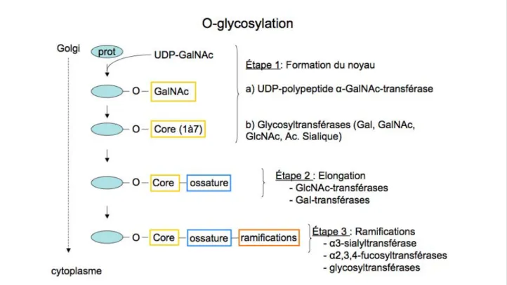 Figure 3 : Les étapes de biosynthèse de la O-glycosylation de type mucine [7]. 