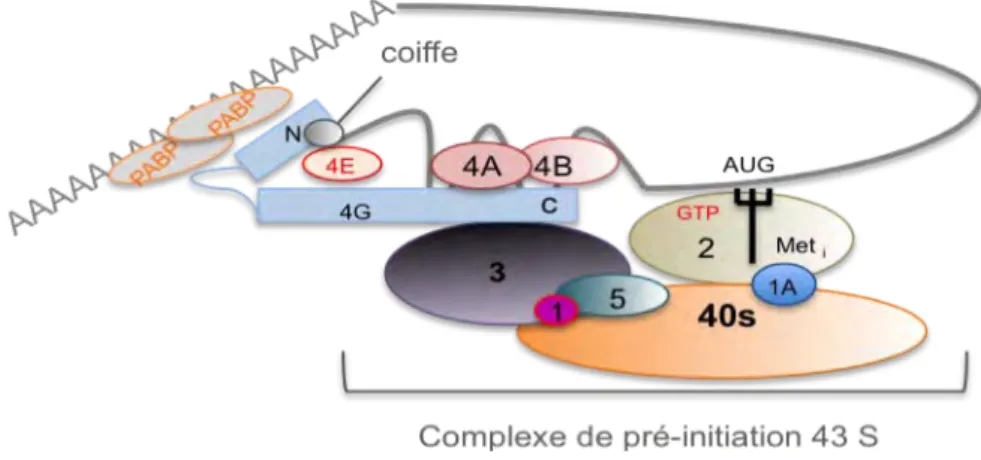 Figure 2 : Recrutement du complexe de pré­initiation 43S au niveau de la coiffe des ARNm. 