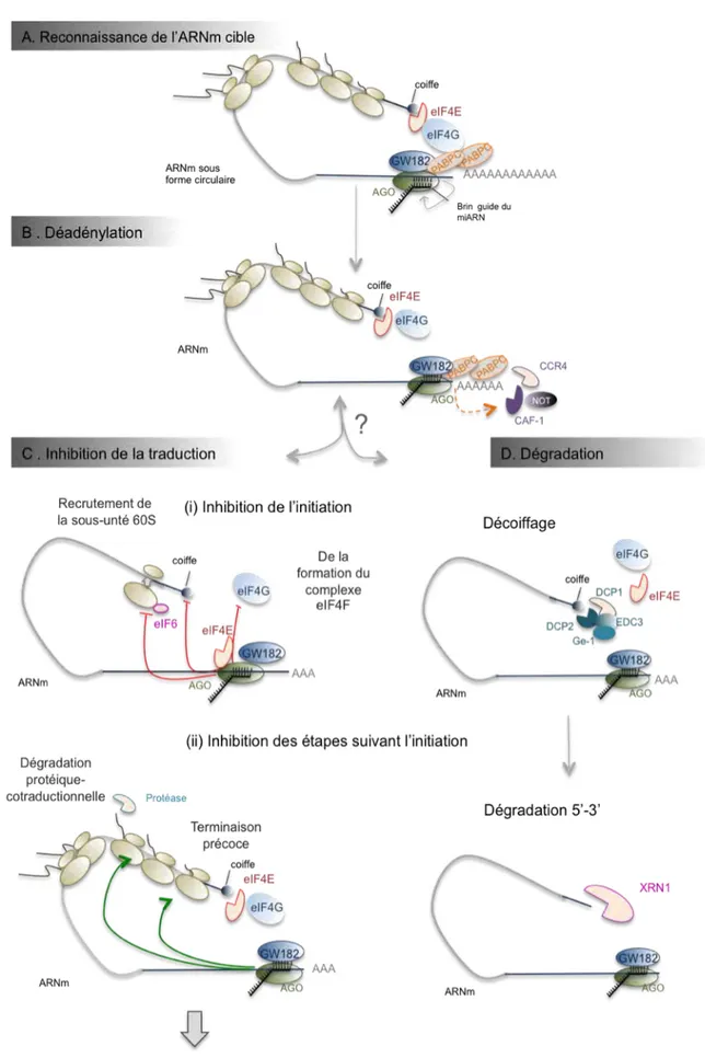 Figure 12 : Mécanismes moléculaires hypothétiques de la répression des gènes par les miARN. 