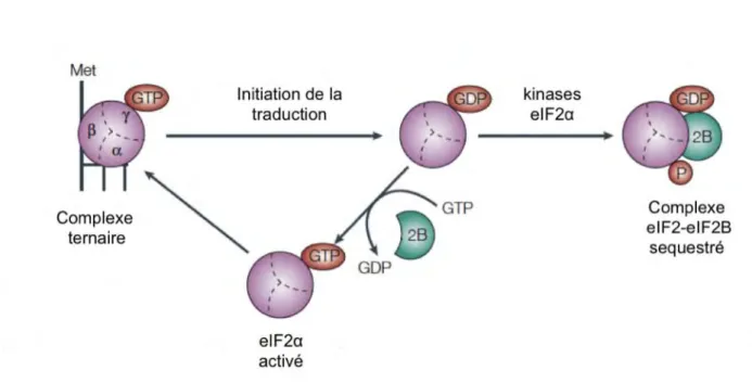 Figure 14 : Régulation du complexe ternaire de l’initiation de la traduction par phosphorylation du  facteur eIF2α. Le complexe ternaire actif est composé du ARNt met , et du facteur eIF2α lié au GTP. Lors de 