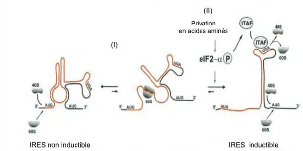 Figure 17 : Représentation schématique du mécanisme impliqué dans l’initiation de la traduction  de l’ARNm de cat­1 contrôlée par une séquence IRES (i) En absence de la traduction de l’uORF, l’ARNm 