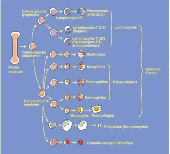 Figure 4. Illustration de la différenciation des cellules du système immunitaire 